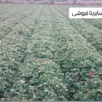 نهال توت فرنگی سابرینا