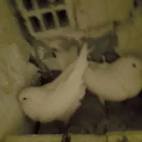 کبوتر سفید پاک