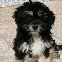 فروش توله|سگ|کرمان, |دیوار