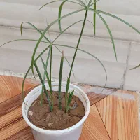 چهار نمونه‌های گل با هم 120|گل و گیاه طبیعی|ایذه, |دیوار