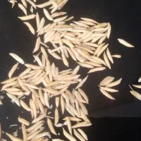 شالی بذری فجر سوزنی، ندا درجه یک