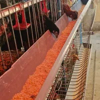 تخم مرغ محلی ارگانیک|خوردنی و آشامیدنی|تهران, مرزداران|دیوار