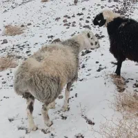 بره نر|حیوانات مزرعه|شاخنات, |دیوار