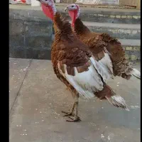 بوقلمون محلی|حیوانات مزرعه|دهگلان, |دیوار