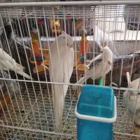 تعدادی عروس هلندی و جفت فنچ