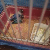 طوطی برزیلی  مولد قیمت توافقی در چت دیوار