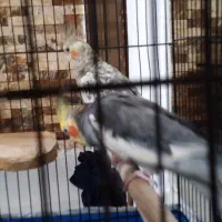 طوطی عروس|پرنده|لولمان, |دیوار