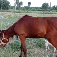 فروش اسب