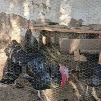 مرغ ،بوقلمون واردک موسکوی در شهر هویزه|حیوانات مزرعه|اهواز, سیاحی(سه راه خرمشهر)|دیوار