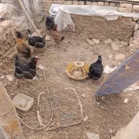 مرغ تخم کن|حیوانات مزرعه|لاران, |دیوار