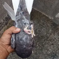 کبوتر|پرنده|شیراز, کوشک میدان|دیوار