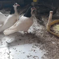 سره سبز سره جنگلی سره نگین داروکبوتر