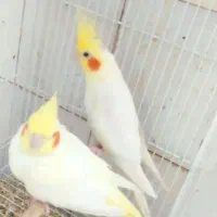 جفت عروس هلندی مولد|پرنده|مشهد, ایثار|دیوار