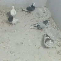 کبوتر پرشی|پرنده|چناران, |دیوار