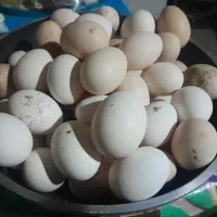 تخم مرغ تازه