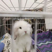 خرگوش مینی لوپ|موش و خرگوش|شیراز, پودنک|دیوار