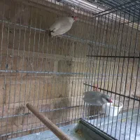 فنچ نرگسی مولد،  گلبسر گهنه|پرنده|بجنورد, |دیوار