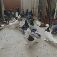 دسته کبوتر مسافتی