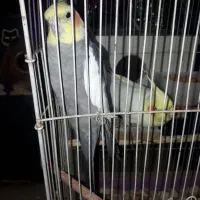 ۲ تا عروس بالغ|پرنده|اردبیل, |دیوار