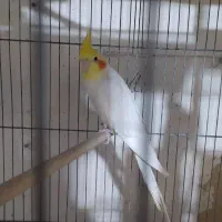 عروس هلندی مولد و تک|پرنده|تاکستان, |دیوار