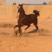 کره عرب مصری نریان