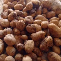 سیب زمینی خوراک|حراج|چادگان, |دیوار