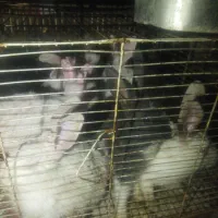 خرگوش چشم قرمز