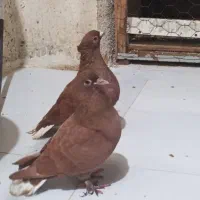 کبوتر جفتگاه
