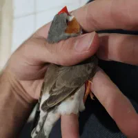 فنچ انگلیسی و پنگوئنی|پرنده|بندرعباس, |دیوار