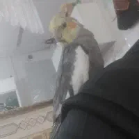 عروس هلندی|پرنده|قیدار, |دیوار