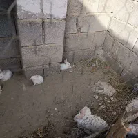خرکوش|موش و خرگوش|میناب, |دیوار