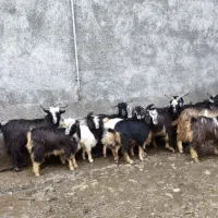 بز بزغاله بره میش|حیوانات مزرعه|قلعه نو, |دیوار