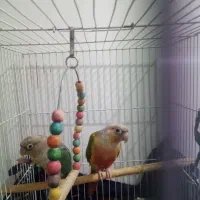 جفت گرینچیک. کوتوله یووینگ جفت ملنگو|پرنده|مشهد, نظام دوست|دیوار