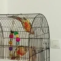 گرینچیک مولد