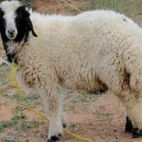 گوشت گوسفند بره بومی