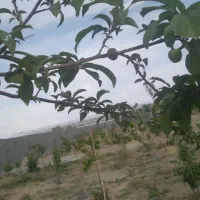 ۹هزار متر چهار دیواری زمین و باغچه و گلخونه|فروش زمین و ملک کلنگی|پاکدشت, پاکدشت (مامازند)|دیوار