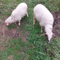 یه جفت بره نر و ماده ۴ ماهه وزن بالا خوش رنگ درشت