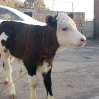 فروش گوساله ماده|حیوانات مزرعه|چرداول, |دیوار