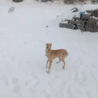 توله تازی ماده|سگ|دیواندره, |دیوار