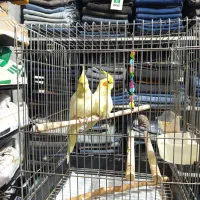 لوتینو ۱۱ماه جفت خورده