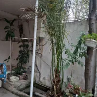 درخت خرما|گل و گیاه طبیعی|لاهیجان, آهندان|دیوار