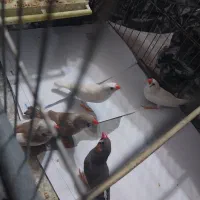 پنج عدد فنج سالم زیبا