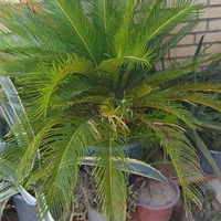 نخل سیکاس|گل و گیاه طبیعی|شیراز, تحویلی|دیوار