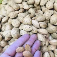 بادام شاهرودی تلخ دارویی|خوردنی و آشامیدنی|قم, نخودی|دیوار