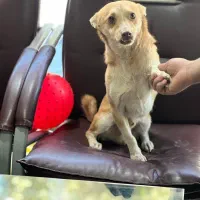 واگذاری سگ بسیارمهربون میکس اشپیتز تریر