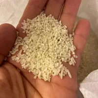 برنج نیم دانه و سالم هاشمی امساله|خوردنی و آشامیدنی|رشت, سعدی (تختی)|دیوار