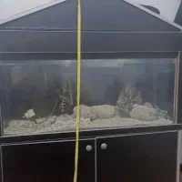 اکواریوم|ماهی|اردبیل, |دیوار