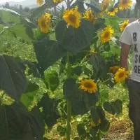 پارتنر گردش