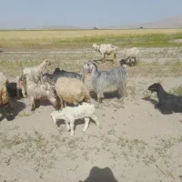 بز کهره|حیوانات مزرعه|ارسنجان, |دیوار