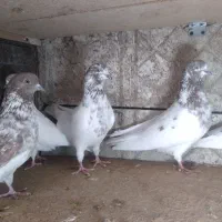 فروش‌کبوترپرشی‌نژادتهرانی‌به‌تعداد۵۰عدد|پرنده|سلماس, |دیوار